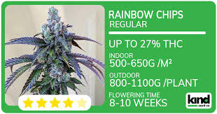 Your Ultimate Guide to Cannabis Seeds in Ohio Your Ultimate Guide to Cannabis Seeds in Ohio