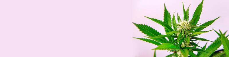 Your Ultimate Guide to Cannabis Seeds in Ohio Your Ultimate Guide to Cannabis Seeds in Ohio