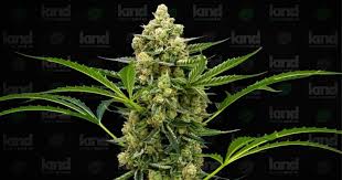 Your Ultimate Guide to Cannabis Seeds in Ohio Your Ultimate Guide to Cannabis Seeds in Ohio